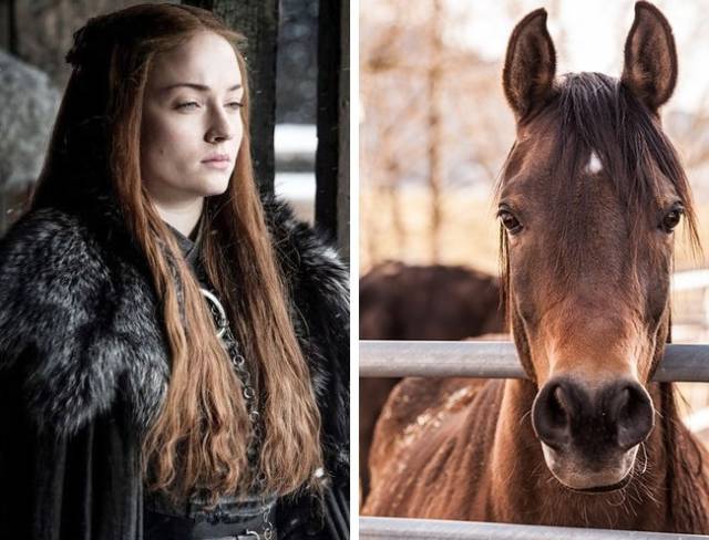 Sophie Turner is allergic to horses: According to the actress, she has always been asthmatic. She bloats and has trouble breathing around horses, which is why she always carries an inhaler on set.