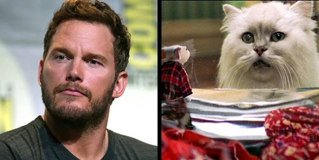 Chris Pratt’s cat is Snowbell from Stuart Little: In the Hollywood family of Chris Pratt and Anna Faris resides another movie star: a cat named Mrs. White. The elderly cat once played one of the leading roles in the 1999 family movie Stuart Little, as well as its sequels.