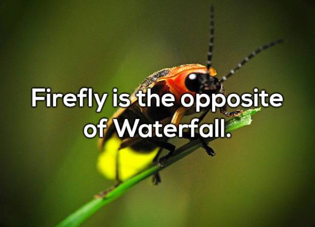 macro photography - Firefly is the opposite of Waterfall.