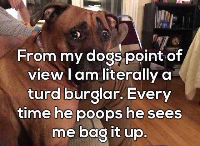 you re doing me a concern - From my dogs point of view lam literally a turd burglar. Every time he poops he sees me bag it up.