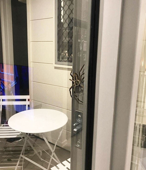 An Australian couple was recently making dinner when an uninvited guest turned up at their door.