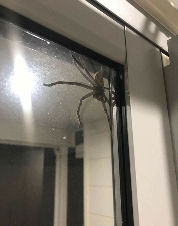 It was a giant huntsman spider, and he wasn’t in the mood for any funny business.