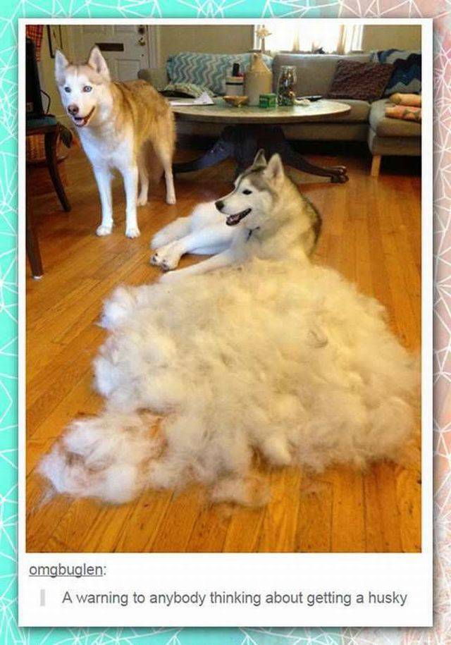 husky brushing - Fk V V Xl omgbuglen A warning to anybody thinking about getting a husky