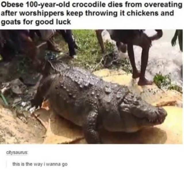 obese 100 year old crocodile - Obese 100yearold crocodile dies from overeating after worshippers keep throwing it chickens and goats for good luck citysaurus this is the way i wanna go