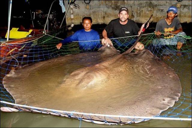 giant freshwater stingray