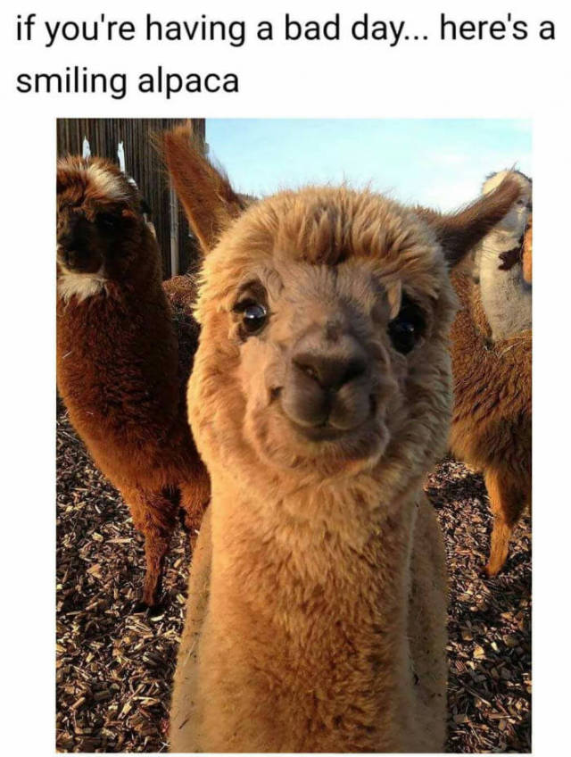 smiling alpaca - if you're having a bad day... here's a smiling alpaca