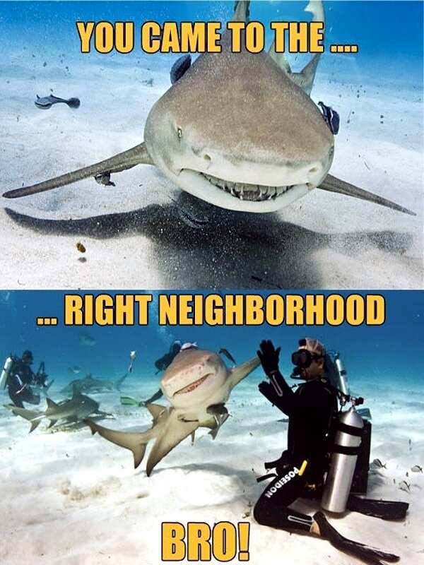 shark high five - You Came To The.. .... Right Neighborhood NOGIBSOd Brou