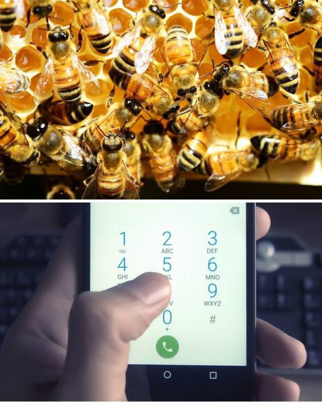 Cell phones: The cell phone, based on the idea of honeycombs, was invented by Martin Cooper. People told him that the game wasn’t worth the risk. However, they lined up at the stores on the very first day of sales! This device had a memory of 30 numbers, could work for an hour, and required a 10-hour charge.