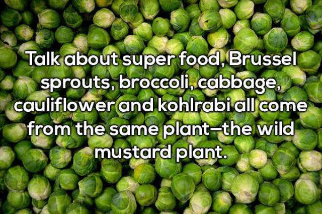 20 Random Interesting Facts About Food