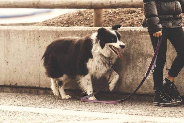 Rome also instituted a law that mandates dog owners to walk their dogs in the same year. You can be fined $700 for not walking your dogs, and you’re also not allowed to leave dogs in hot cars as part of the law.