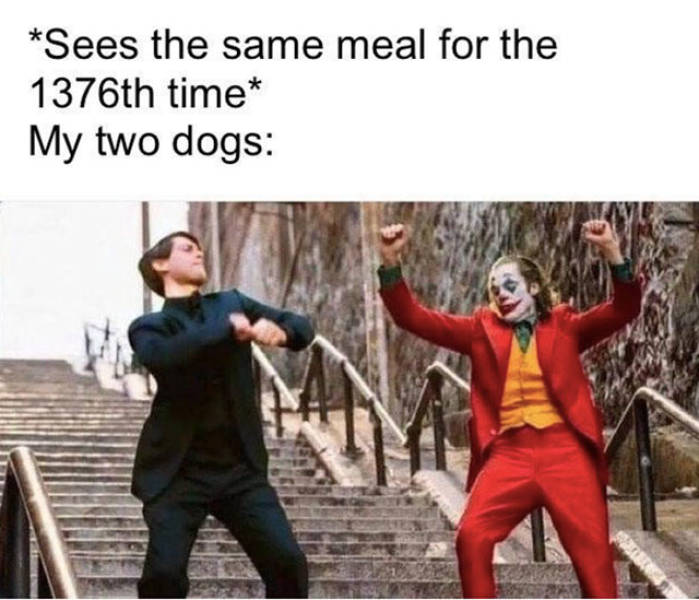 joker and peter parker - Sees the same meal for the 1376th time My two dogs