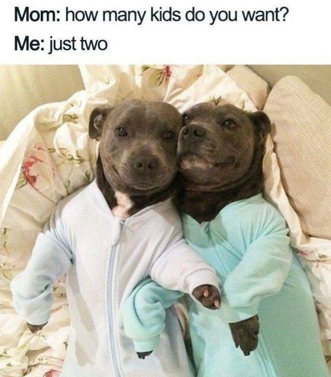 pitbulls in jammies - Mom how many kids do you want? Me just two