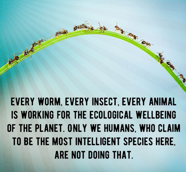 sky - Every Worm. Every Insect. Every Animal Is Working For The Ecological Wellbeing Of The Planet. Only We Humans, Who Claim To Be The Most Intelligent Species Here, Are Not Doing That.