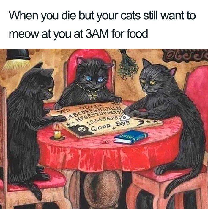 cat ouija board - Abcdefghijklm Niporstuvwxy When you die but your cats still want to meow at you at 3AM for food Dettc Ou 1234567890 Good Bye Lon