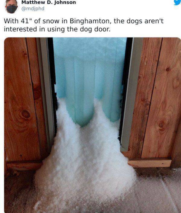 floor - Matthew D. Johnson With 41" of snow in Binghamton, the dogs aren't interested in using the dog door.