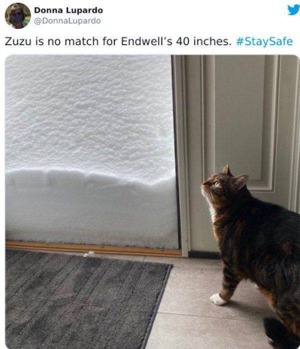 cat - Donna Lupardo Zuzu is no match for Endwell's 40 inches. Safe