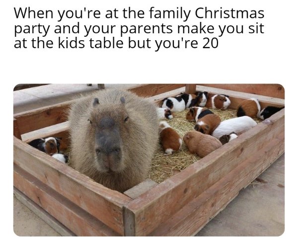 capybara guinea pig - When you're at the family Christmas party and your parents make you sit at the kids table but you're 20