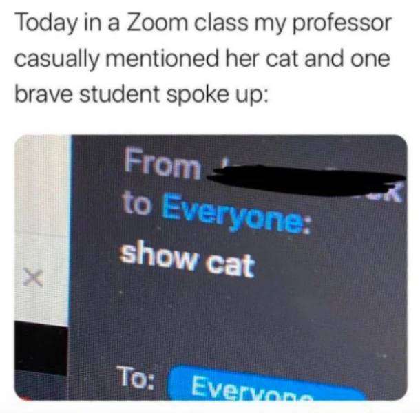 multimedia - Today in a Zoom class my professor casually mentioned her cat and one brave student spoke up From to Everyone show cat x To Everyone