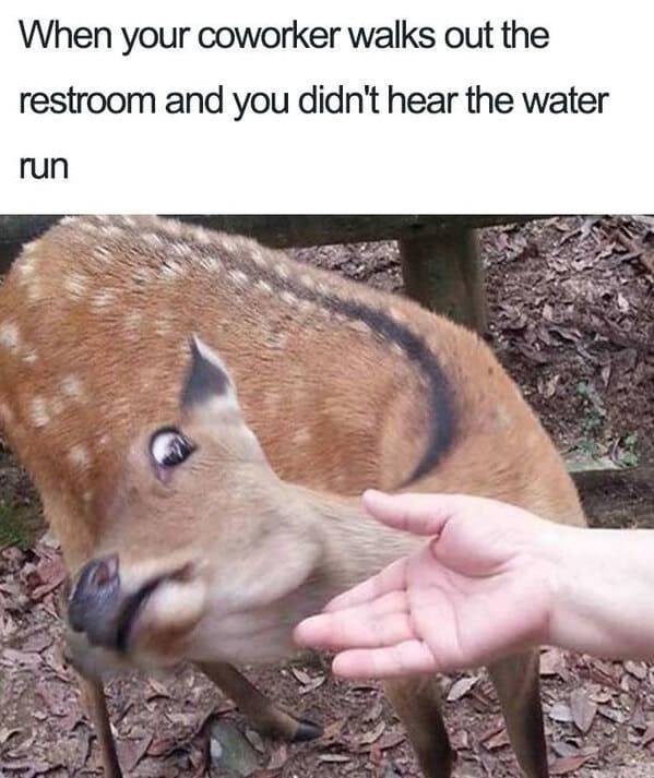 sika deer funny - When your coworker walks out the restroom and you didn't hear the water run