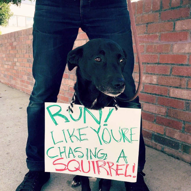 labrador retriever - Boni Youre Chasing A Squirrel!