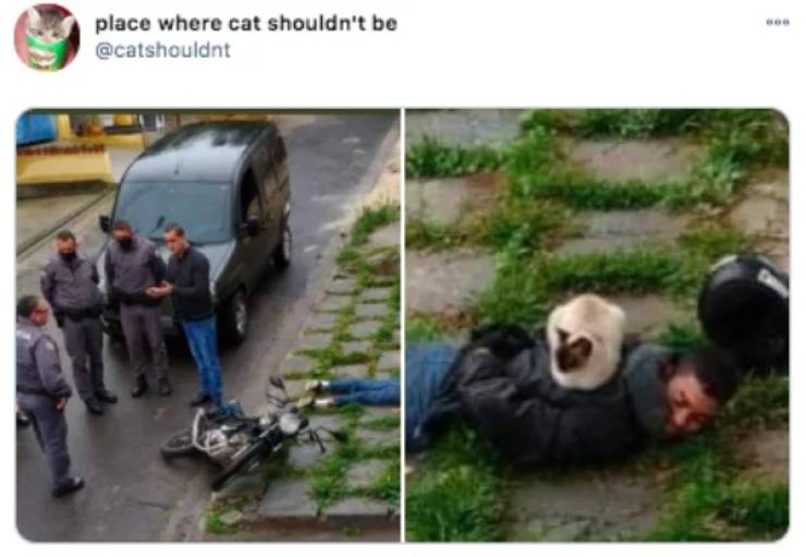 imagine getting arrested and a cat sits - place where cat shouldn't be