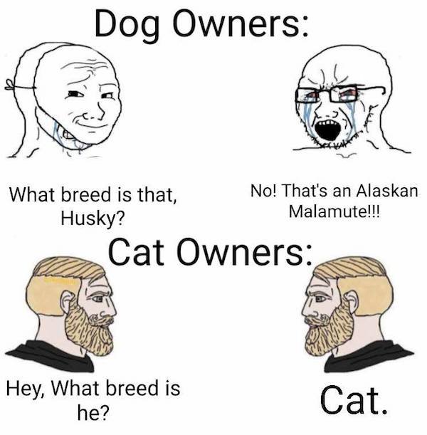 funny truth memes - yes chad meme template - Dog Owners What breed is that, No! That's an Alaskan Malamute!!! Husky? Cat Owners Hey, What breed is he? Cat.