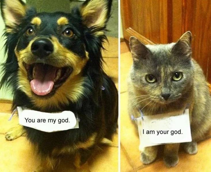funny memes - dog wearing sign that says You are my god. - cat wearing sign that says I am your god.