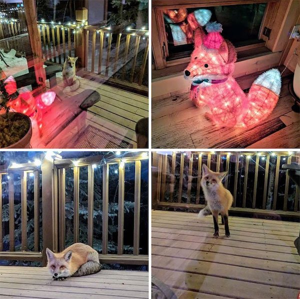 fox in love with christmas decoration