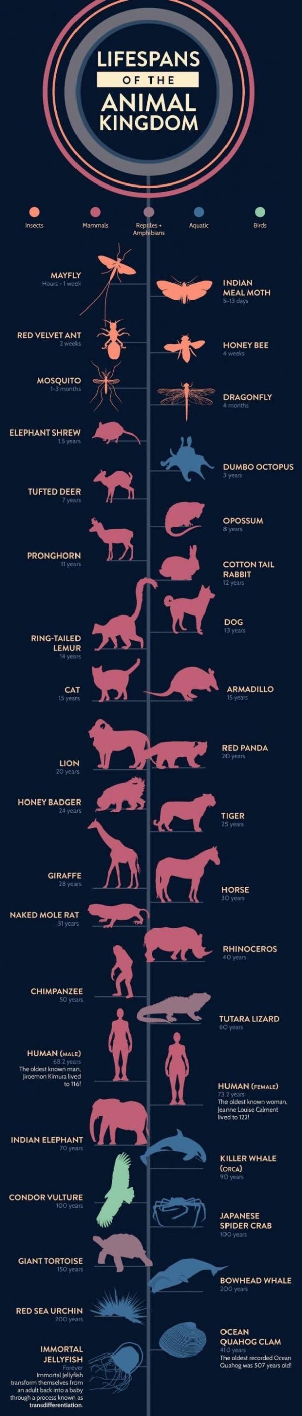 chart animal lifespan - Lifespans Of The Animal Kingdom Insects Mammals Reptiles. Amphibians Aquatic Birds Mayfly Hours 1 week Indian Meal Moth 513 days Red Velvet Ant 2 weeks Honey Bee 4 weeks Mosquito 13 months Dragonfly 4 months Elephant Shrew 15 years