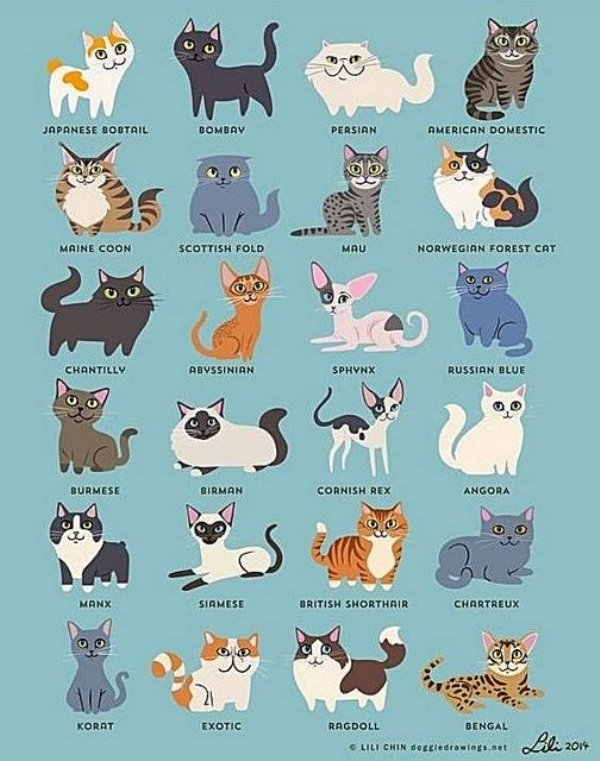 lili chin cats - Japanese Dodtail Bombay Persian American Domestic Maine Coon Scottish Fold Mau Norwegian Forest Cat Chantilly Abyssinian Sphynx Russian Blue Burmese Birman Cornish Rex Angora 2 Manx Siamese British Shorthair Chartreux Korat Exotic Ragdoll