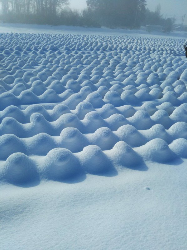 “Snow in a cabbage field…”
