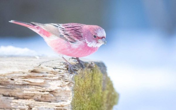 “This pink bird is called the Rose finch and it looks like cotton candy in the snow.”