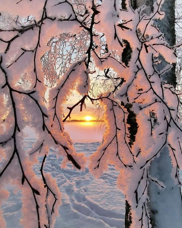 “Snow clinging on to the branches of a tree, Finland.”