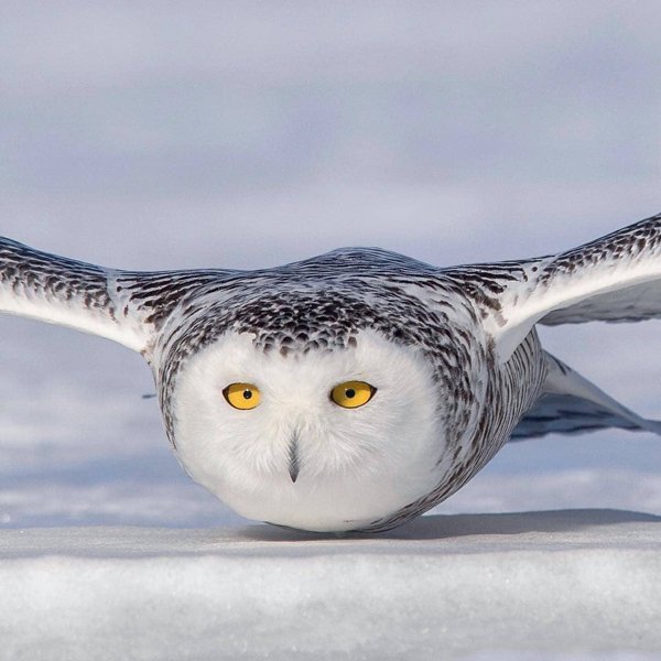 “Owl gliding really close on snow surface.”