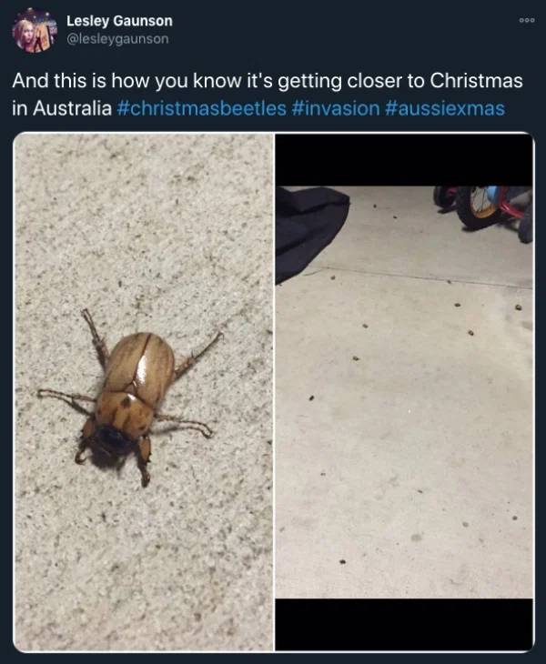 27 Pics Explaining Christmas In Australia