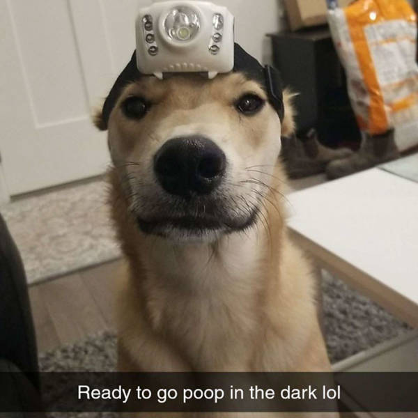 inspirational photos - Ready to go poop in the dark lol - dog wearing a headlamp