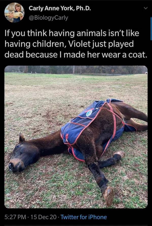 inspirational photos - If you think having animals isn't having children, Violet just played dead because I made her wear a coat.