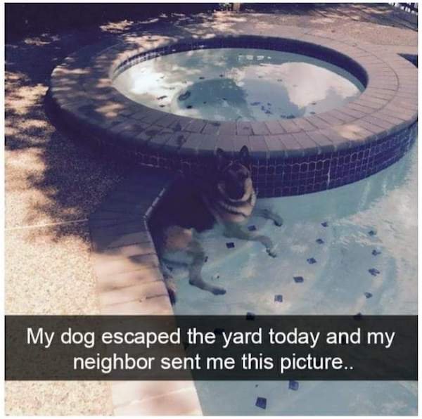 tired of the heat - My dog escaped the yard today and my neighbor sent me this picture..