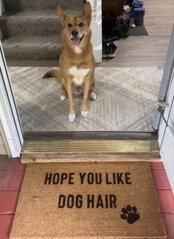 Dog - Hope You Dog Hair