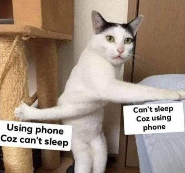 cat meme phone - Can't sleep Coz using phone Using phone Coz can't sleep