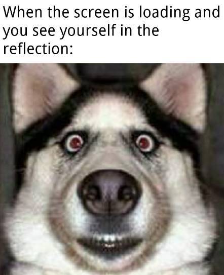funny dogs - When the screen is loading and you see yourself in the reflection