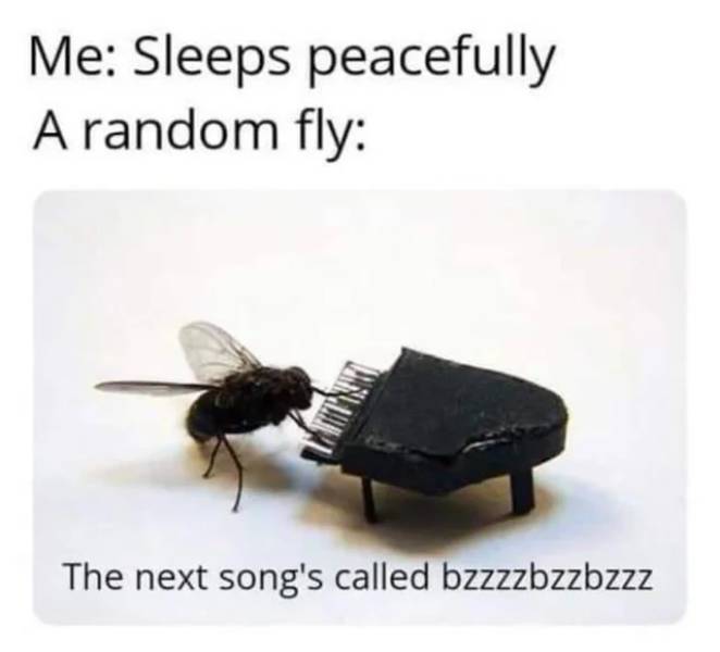 random fly meme - Me Sleeps peacefully A random fly The next song's called bzzzzbzzbzzz