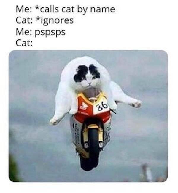 calls cat by name meme - Me calls cat by name Cat ignores Me pspsps Cat 36