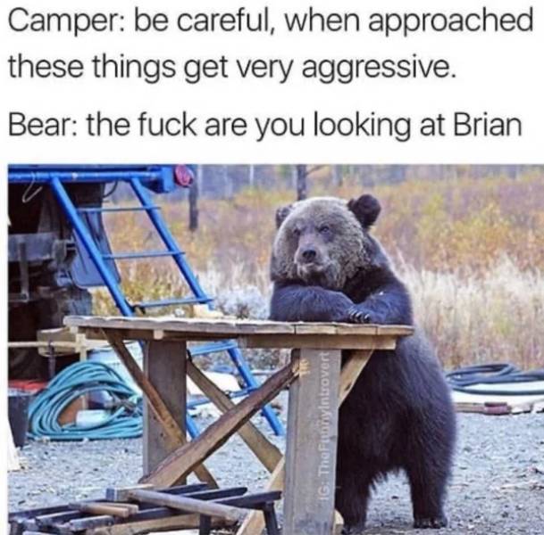 quotes - Camper be careful, when approached these things get very aggressive. Bear the fuck are you looking at Brian Ig TheFunniyintrovert