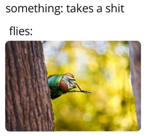 flies meme - something takes a shit flies