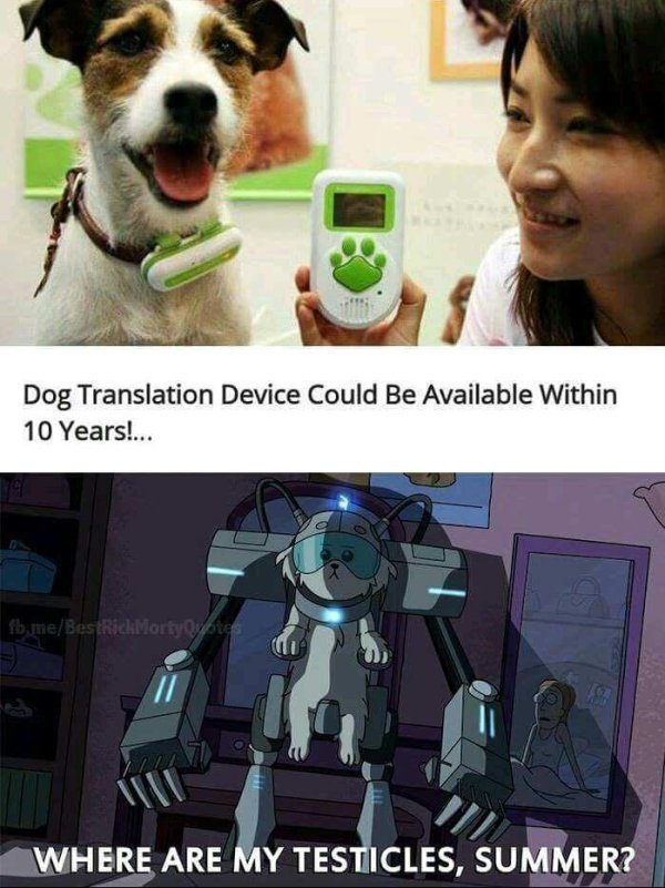 my testicles summer meme - Dog Translation Device Could Be Available Within 10 Years!... fb.meBestick Morty pies Where Are My Testicles, Summer?