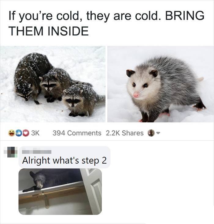 if youre cold theyre cold raccoon - If you're cold, they are cold. Bring Them Inside Do 3K 394 Alright what's step 2