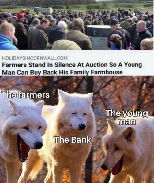 animal crossing whitney and fang - Holidaysincornwall.Com Farmers Stand In Silence At Auction So A Young Man Can Buy Back His Family Farmhouse The farmers The young man The Bank