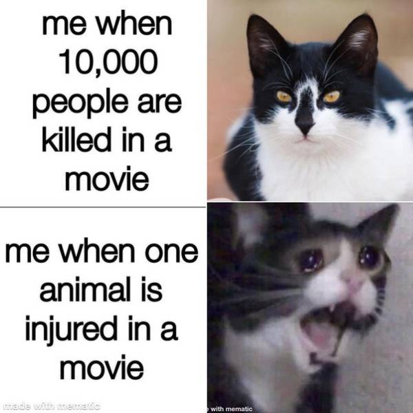 intensifies cat meme - me when 10,000 people are killed in a movie me when one animal is injured in a movie with mematic