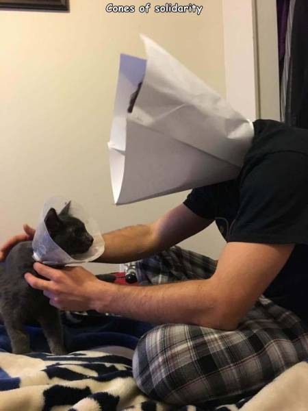 crazy cat dad memes - Cones of solidarity